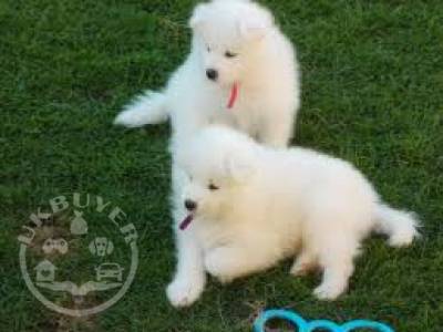 Male And Female Samoyed Puppies For Sale 