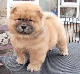 Two Chow Chow Puppies For Sale 
