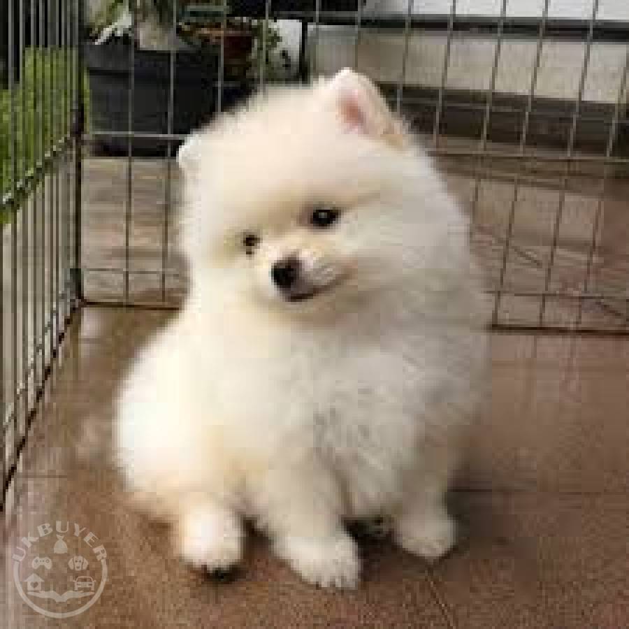 teacup pomeranian puppies for sale