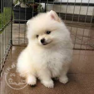 Teacup pomeranian puppies for sale