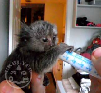 pygmy marmoset monkeys for sale