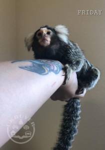 Marmoset Monkey  (1)