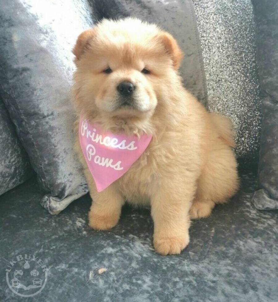 Red Chow Chow Puppies For Sale Dogs ROMFORD