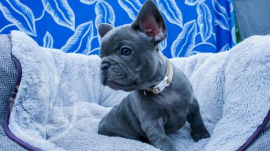 REDUCED *** Blue French Bulldog Puppies.KC Reg French bulldogs