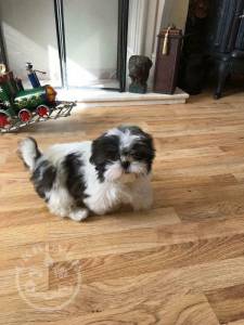 Stunning Shih tzu puppies for sale