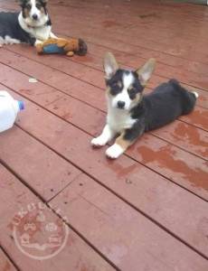 Stunning Welsh Corgi Pembroke puppies Ready