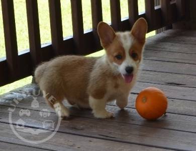 corgi 1