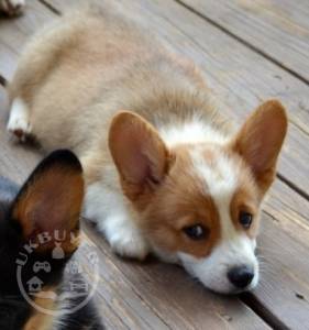 corgi 3