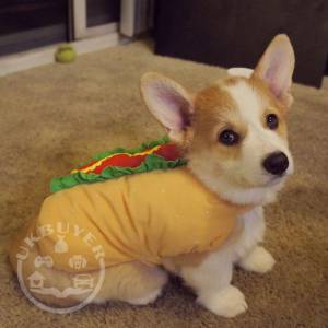 corgi 1