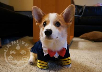 corgi 2