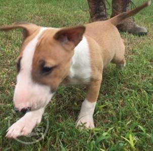 I have for sale 4 stunning English bull terrier pups