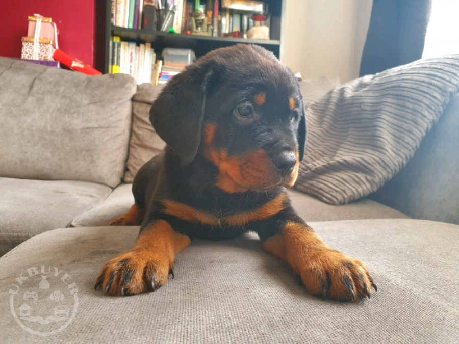 Chunky Rottweiler Pups for Sale!!! Dogs ABERDEEN UK