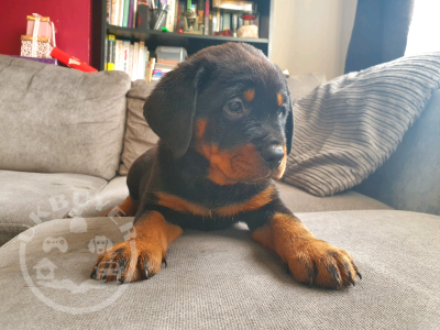 rotty 2