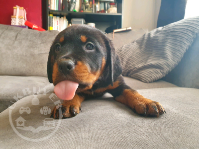 Chunky Rottweiler Pups for Sale!!!