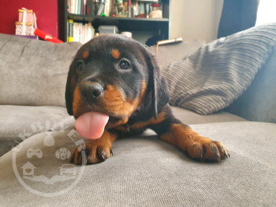 rotty 3