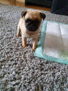 Gorgeous Tiny Fawn Pug Boy & Girl Pups