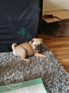 pug 3