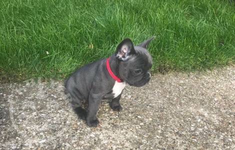 Stunning KC Blue French Bulldog Puppies