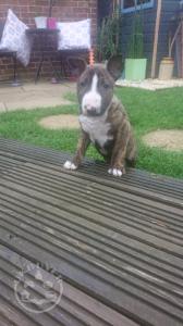 Beautiful English bull terrier puppies for sale