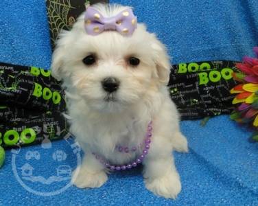Gorgeous Kc Registered Maltese Puppies for sale