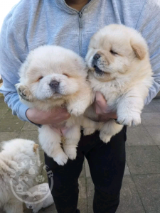 Kc chow chow Puppies 2 girl and 2 boys Ready