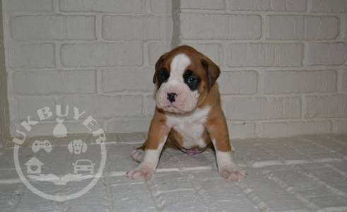 Family raised fawn boxer with a black mask and nice white markings Ready Now. 