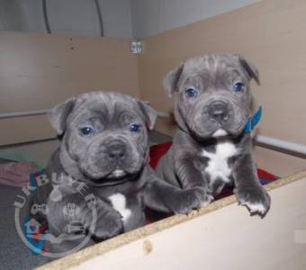 RESPONSIBLE HOMES ONLY!!!Staffordshire Blue Terrier Puppies For Sale.
