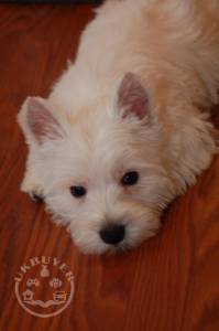 SUPER Beautiful KC West Highland White Terrier Pups For Sale.