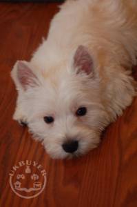 female westies1