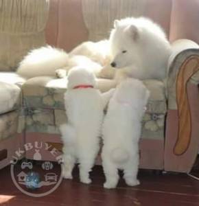 Stunning Samoyed Puppies Left Now