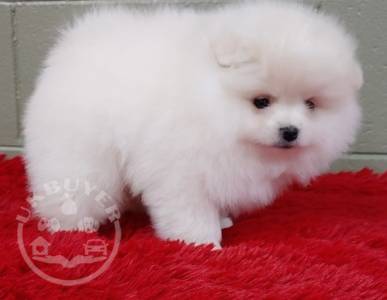 full pedigree Pomeranian puppy for sale