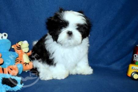 beautiful litter of shih tzu  For Sale