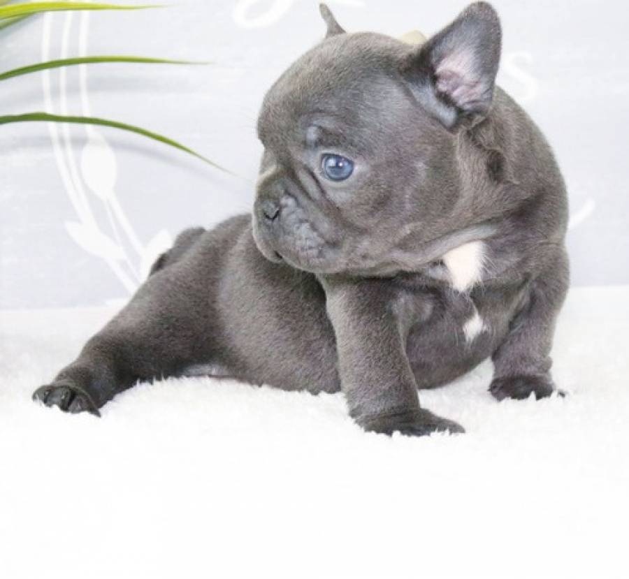 Beautiful french bulldog Puppies! ready now Dogs