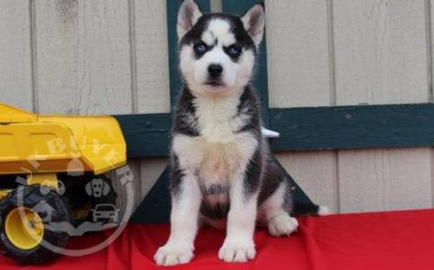 Home Bred, siberain husky  ready now