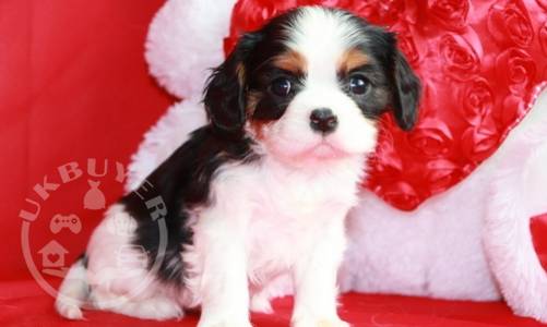 Cavalier King Charles Puppies For Sale