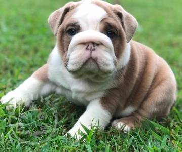 full pedigree Engglish bulldog  puppy for sale