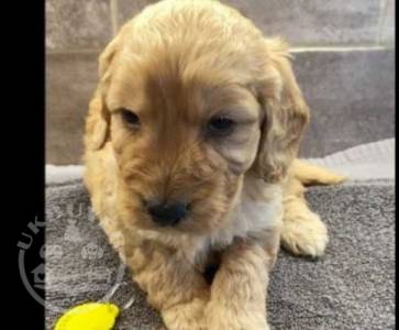 Cockapoo puppies