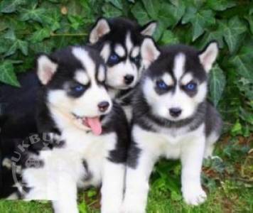 Free to good home male and female Siberian Husky