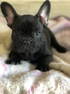 Quality Gold french bulldog   puppies for sale