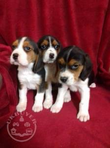 Healthy beagle  Puppies