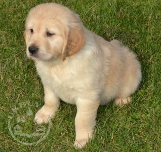 Quality Labrador retreiver r puppies for sale