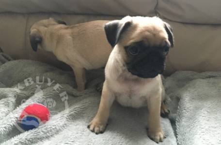 beauitful sweet pug puppies forsale