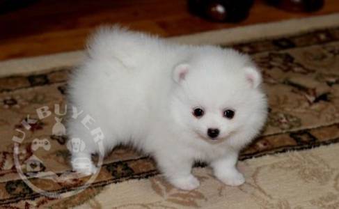 Healthy Teacup Pomeranian Puppies