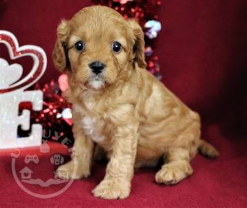 Quality Golden cavapoo puppies for sale