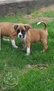 Quality Golden Golden boxer  puppies for sale