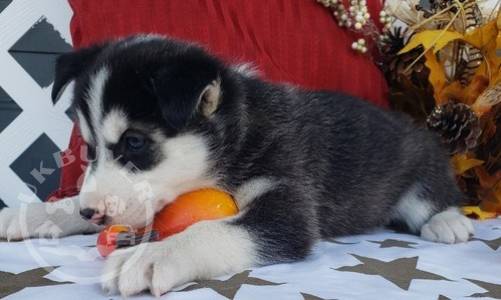 Male and female siberian husky pup for pet lovers