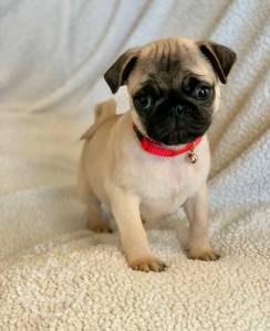 Quality Golden Golden pug puppies for sale