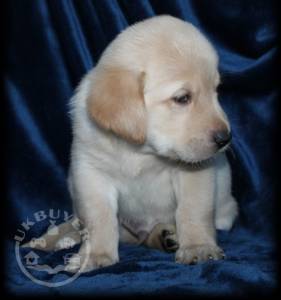 Quality Golden Golden retriever puppies for sale