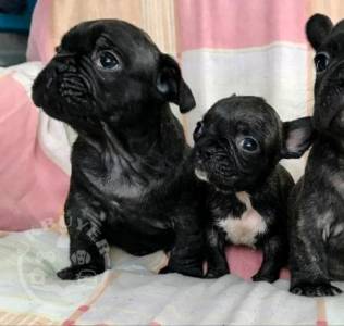 Quality french bulldog puppies for re-homing