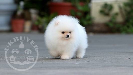 Healthy Teacup Pomeranian Puppies